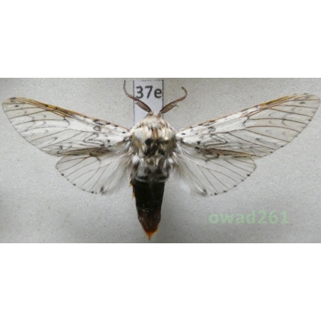 Cerura erminea (Esper, 1783) male Poland37e